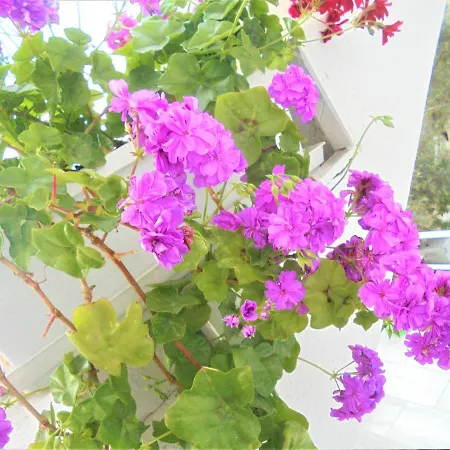 Vila Ferre アパート *